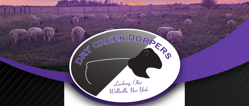 Dry Creek Dorpers