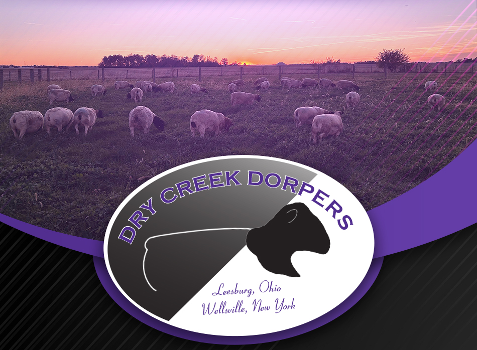Dry Creek Dorpers