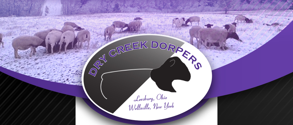 Dry Creek Dorpers